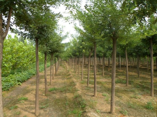 ��(gu��)��